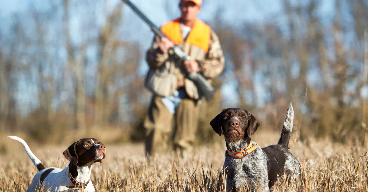 Hunter with two dogs